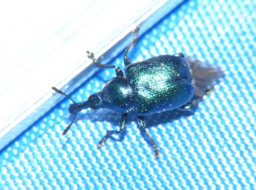Byctiscus populi